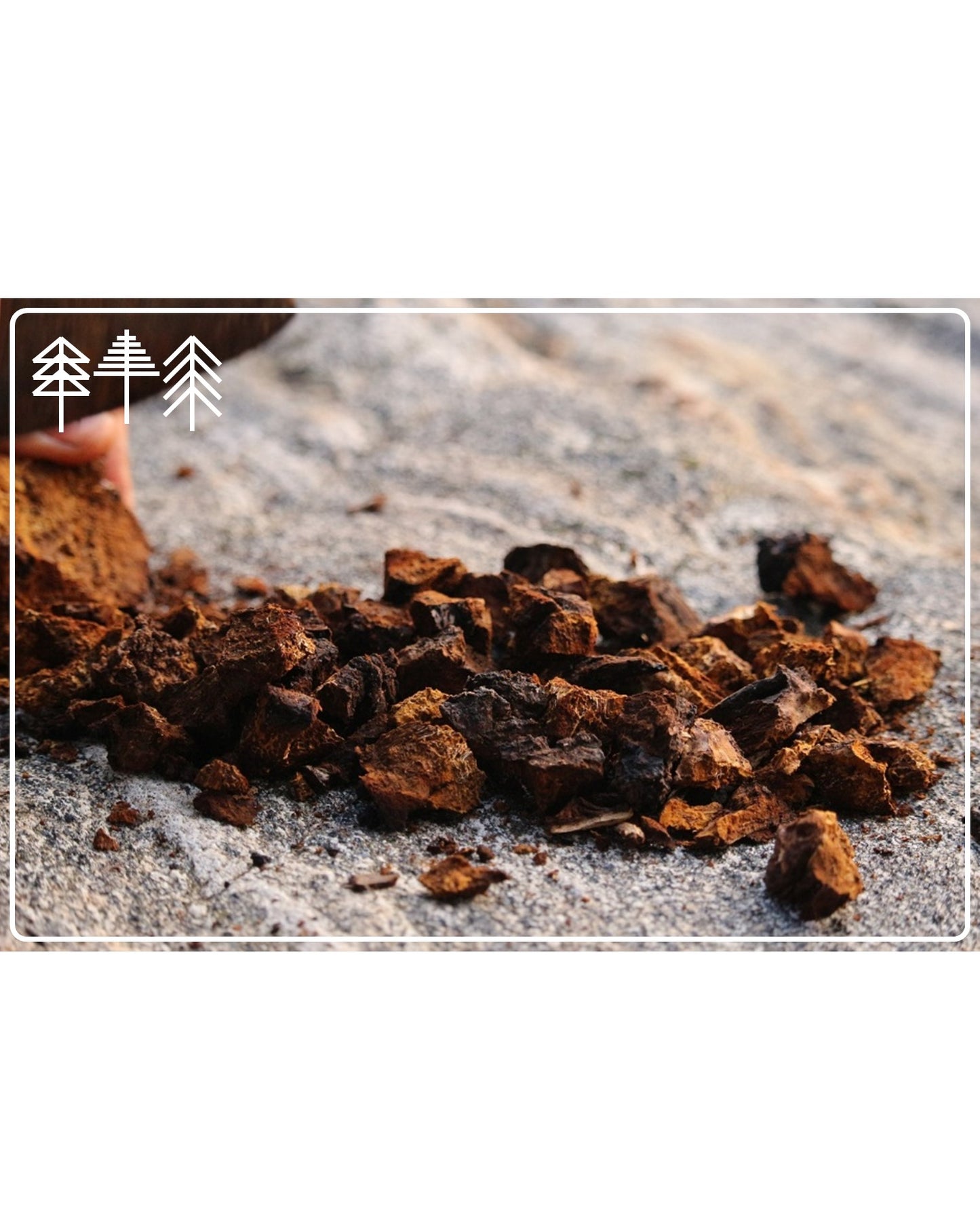CHAGA (Pilzbrocken) - Sibirisches Superfood aus Wildsammlung (100g)