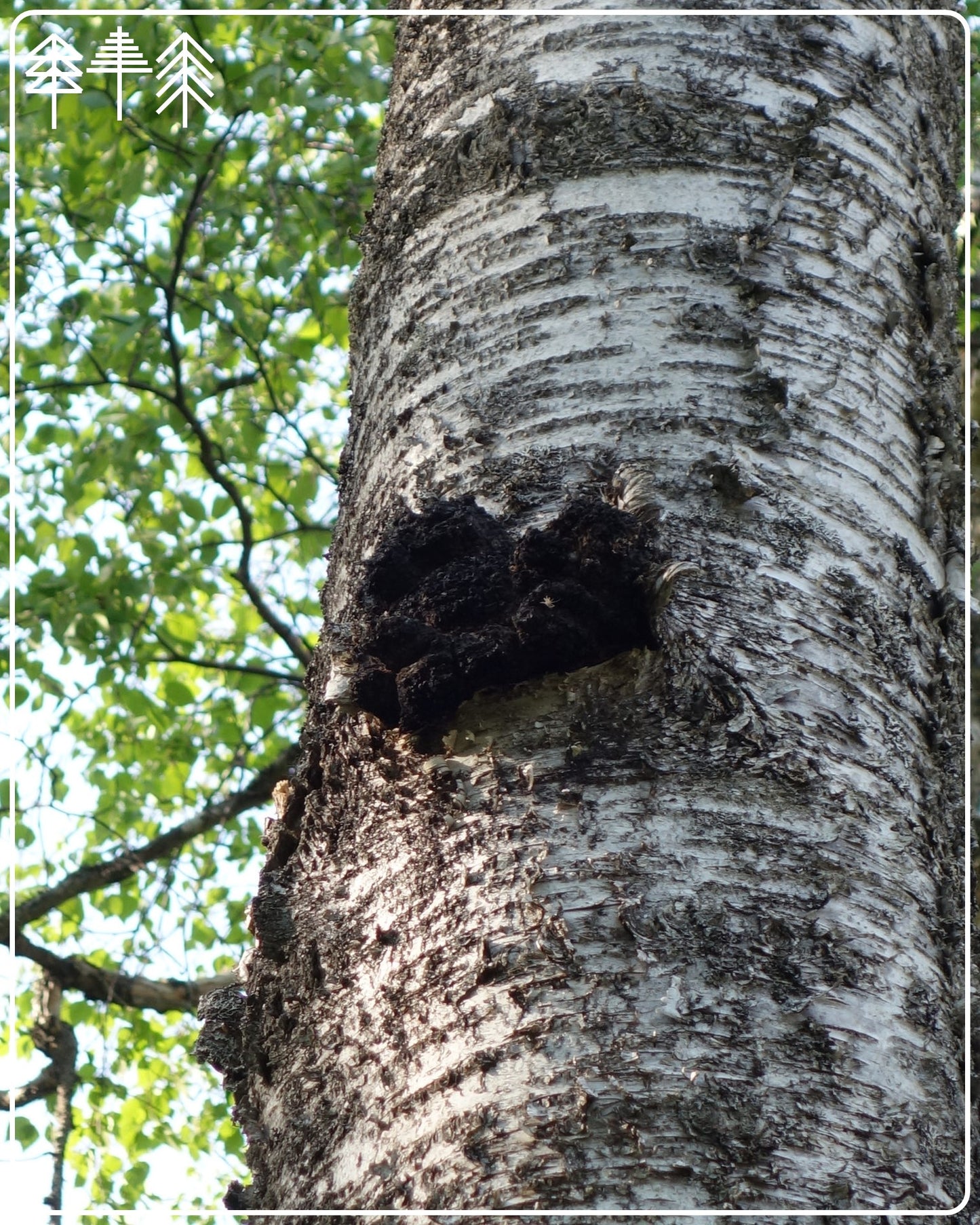 CHAGA (Pilzbrocken) - Sibirisches Superfood aus Wildsammlung (100g)